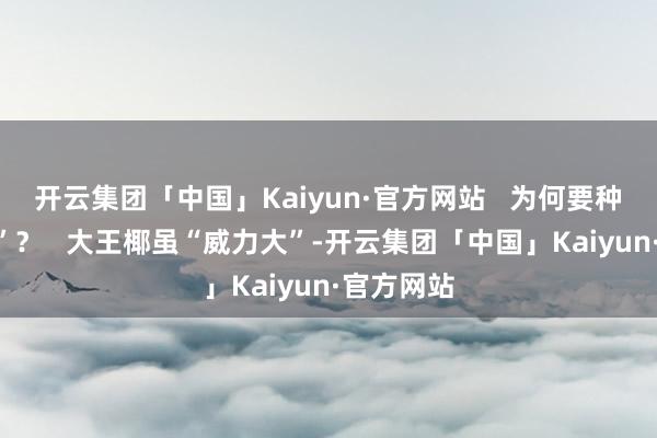 开云集团「中国」Kaiyun·官方网站   为何要种“导弹树”？   大王椰虽“威力大”-开云集团「中国」Kaiyun·官方网站